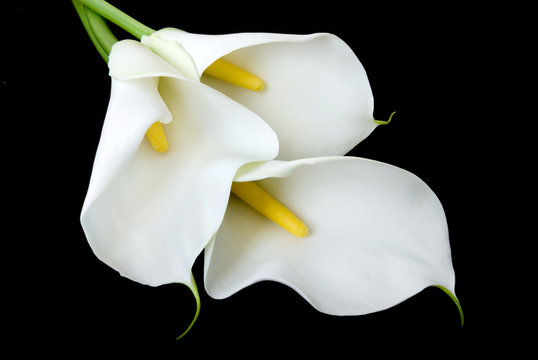 three white Calla lilies on a black background