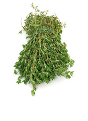 thyme