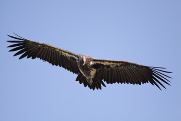 Big bird in flight