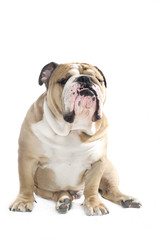Obraz premium English Bulldog portrait isolated