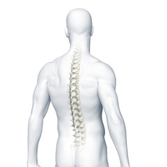 Rückenschmerzen - Rücken mit der Wirbelsäule