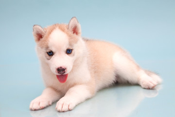 puppy a dog husky