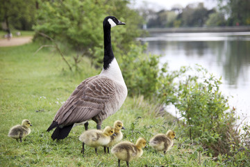 Goose Family