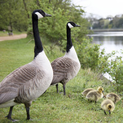 Goose Family