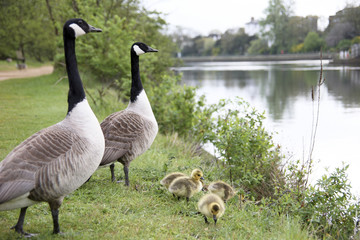 Goose Family