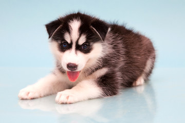 puppy a dog husky