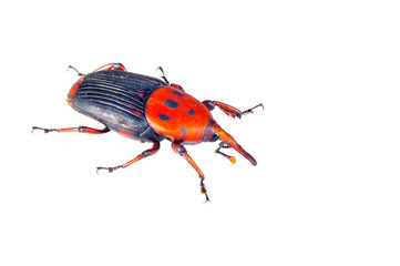 Giant weevil