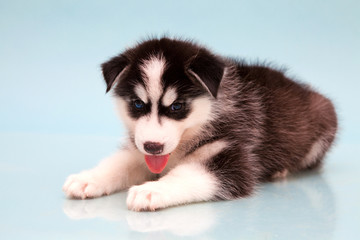 puppy a dog husky