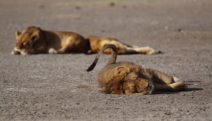 Lions taking a nap