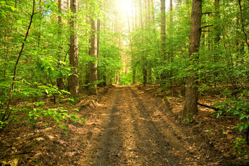 Fototapeta premium The road through the forest