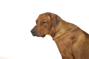 Rhodesian ridgeback dog isolated