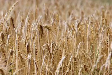 Culture escourgeon : épis à maturité