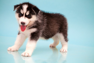 puppy a dog husky
