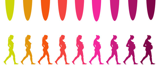 &eacute;volution d'une grossesse