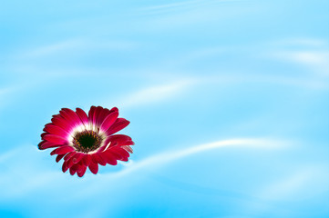 青い水面に浮かべた赤いガーベラの花