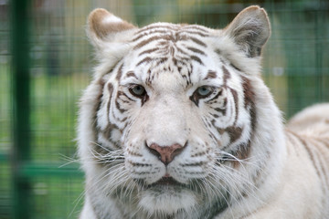 White tiger face