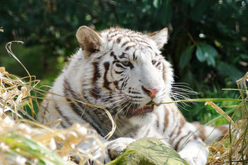 White tiger chews grass in sun