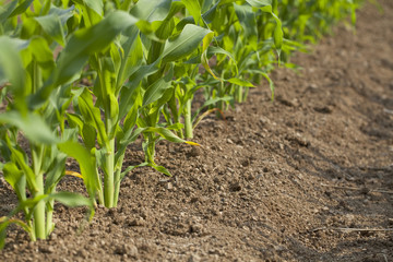 Corn Field