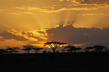 Fototapeta premium Zachód słońca w Afryce z ptakiem perching w