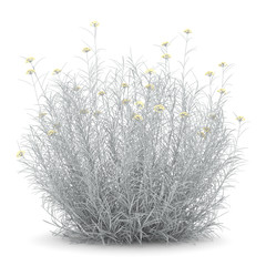 helichrysum bush isolated on white background