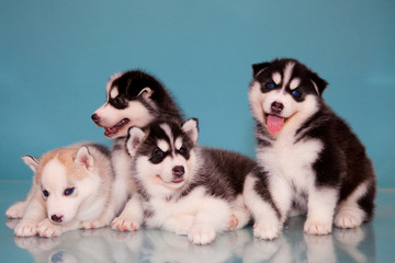 puppies of husky