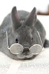 Kaninchen mit Brille