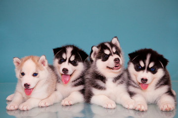 puppies of husky © cs333