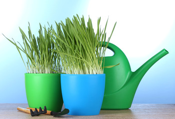 beautiful grass in a flowerpots, watering can and garden tools