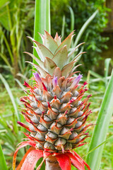 Obraz premium flower of pineapple
