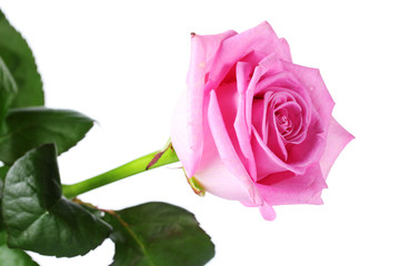 Naklejka premium beautiful pink rose isolated on white