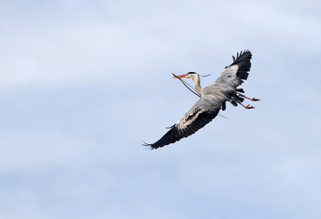 Grey Heron. Ardea cinerea.
