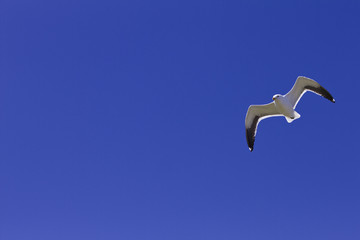 M&ouml;we am Blauen Himmel