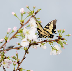 Butterfly on Cherry Blossoms