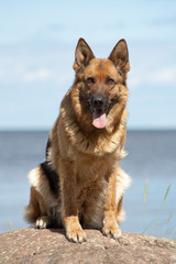 German shepherd