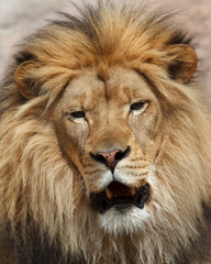 Obraz na płótnie Canvas lion portrait