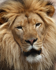 lion portrait