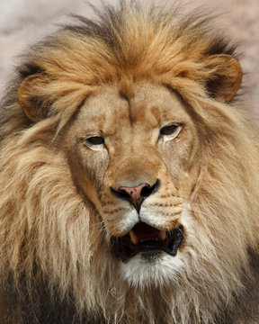 lion portrait
