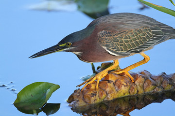 Green Heron Stalking its Prey - Everglades NP, Florida