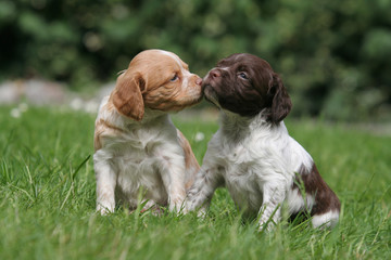 le baisers des chiiots de race épagneul breton © Dogs