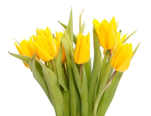 Wet yellow tulips