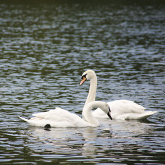 Graceful swan