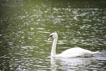 Graceful swan