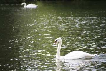 Fototapeta premium Graceful swan