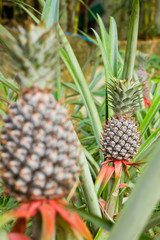 Fototapeta premium pineapple field