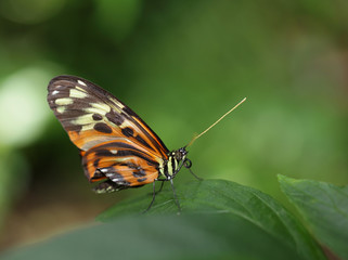 Obraz na płótnie Canvas Tiger Longwing Butterfly