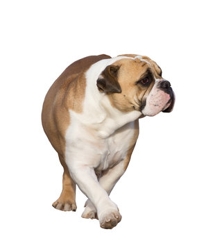 English Bulldog Isolated With Clipping Path
