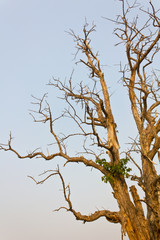 Details of branches of large trees, dead and dry.
