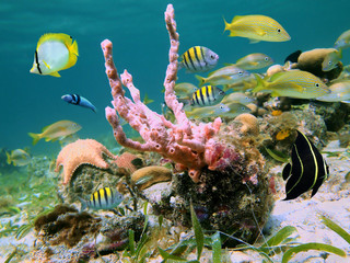 Fototapeta na wymiar Caribbean Sea Life