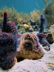 Sharp-nose puffer fish with branching tube sponge covered by brittle star tentacles underwater...