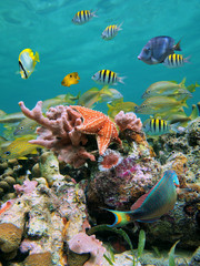 A shoal of colorful tropical fish with a starfish, sponges and marine worms underwater  in a coral...